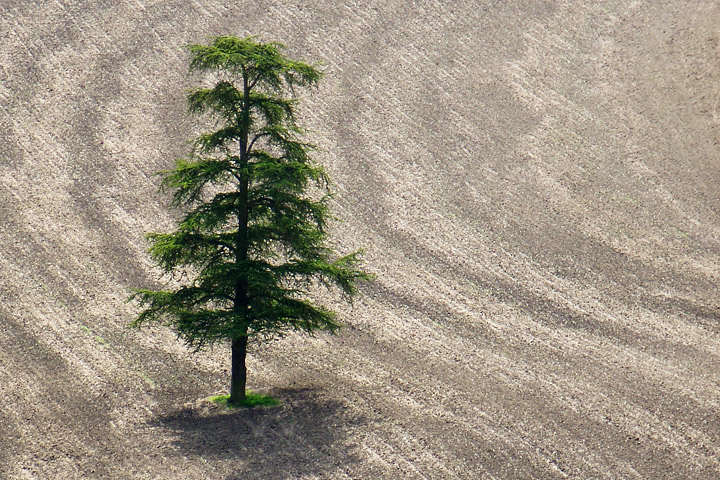 A single evergreen tree